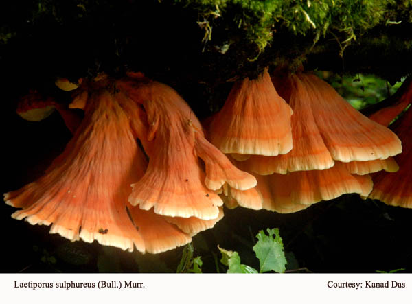 Laetiporus sulphureus (Bull.) Murr.